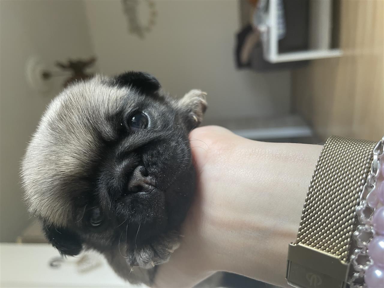 Mops--pug-