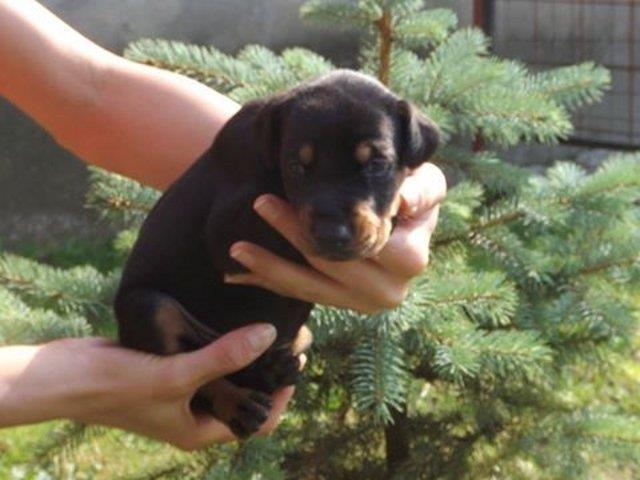 DOBERMAN---kvalitetna-stenad