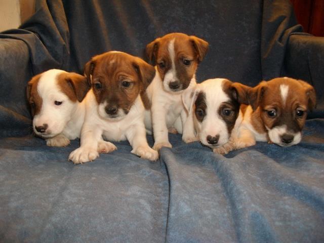 Jack Russel Terrier