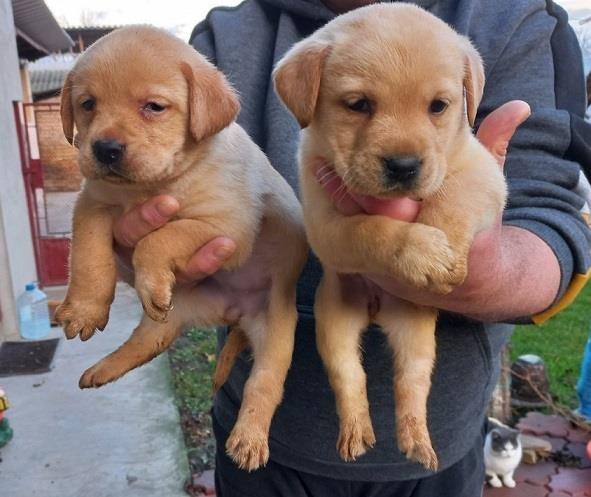 Labrador-stenci