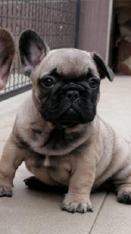 Francuski-buldog-Od-Kuce-Don