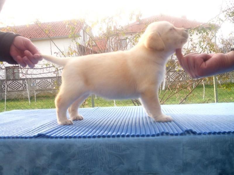 Labrador-retriver-štenci