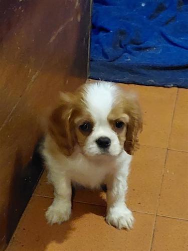 Cavalier king Charles spaniel 