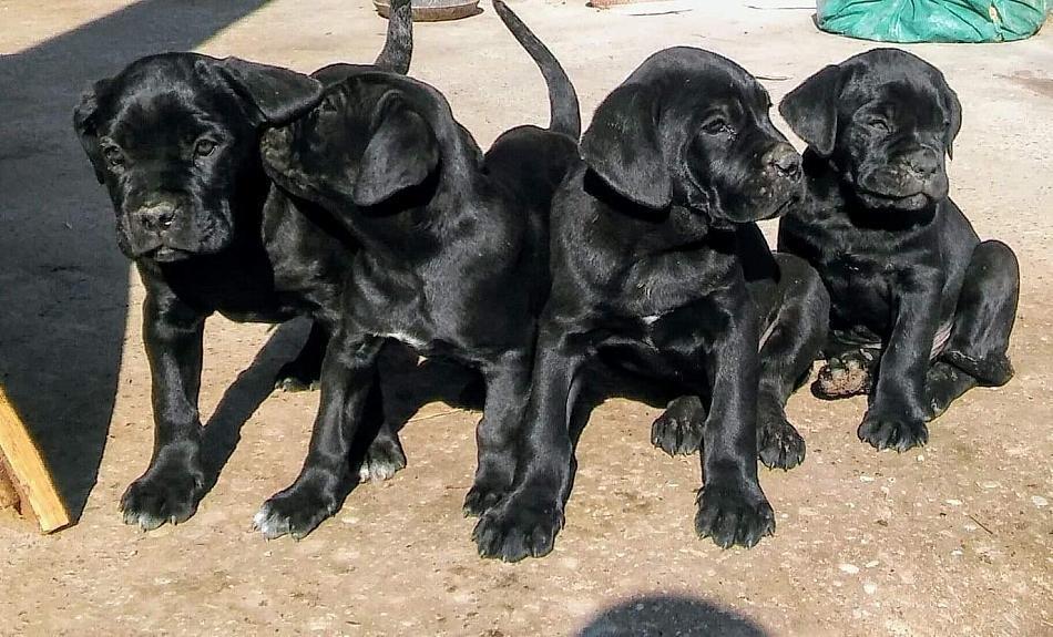 Cane-Corso-štenci