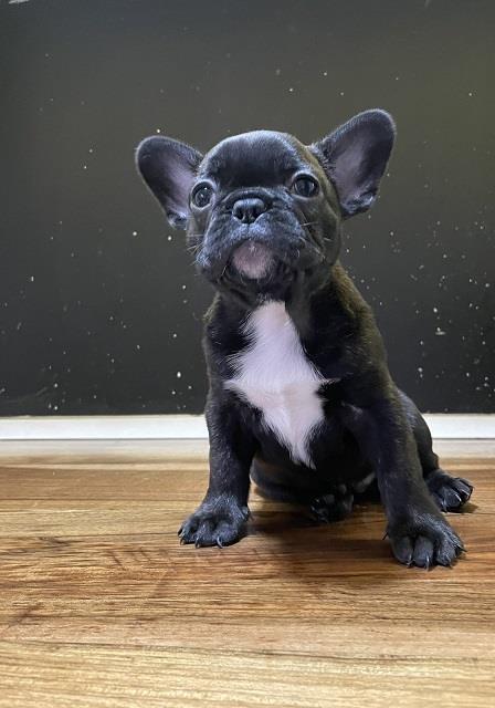 Francuski-buldog-