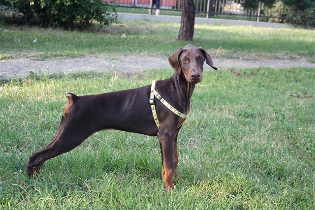 Doberman
