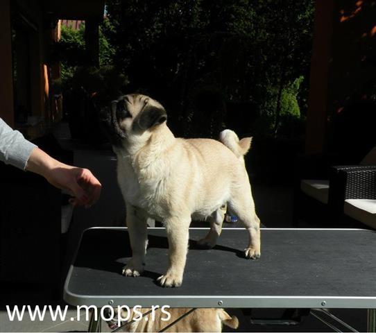Mops-stenci