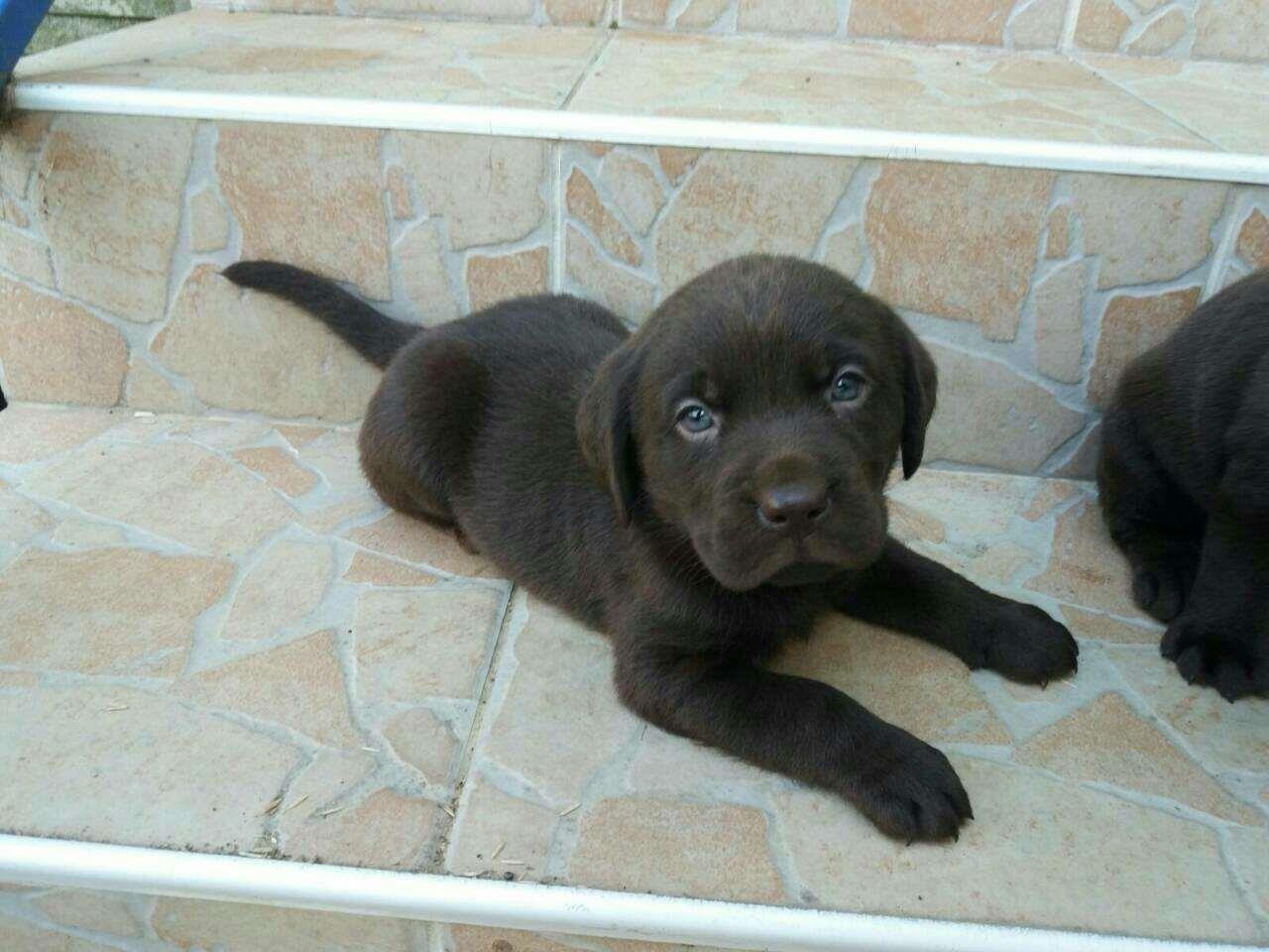 Labrador-stenad