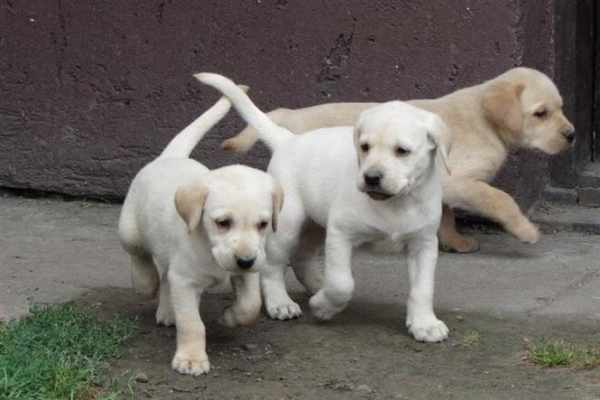 Labrador retriver stenad 
