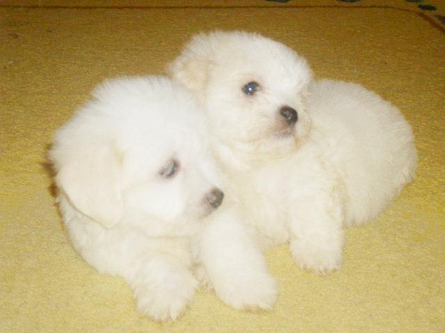 Coton-de-Tulear