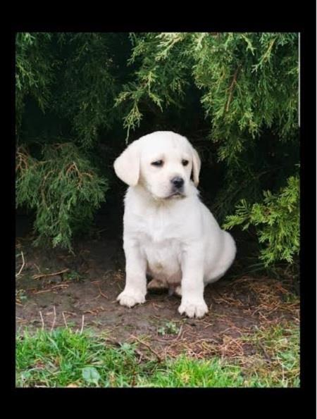 Top-leglo-labrador-retrivera
