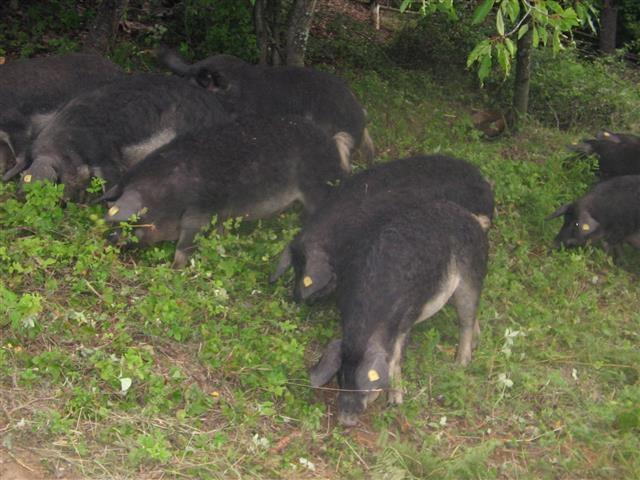 Mangulice 