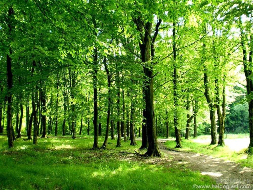 Suma Hrastova Odrasla 13 5ha Prokuplje