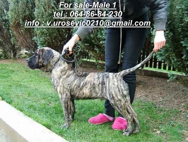 Dogo-Canario-stene