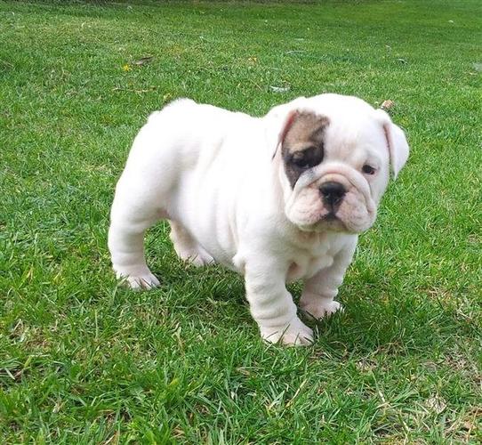 engleski buldog