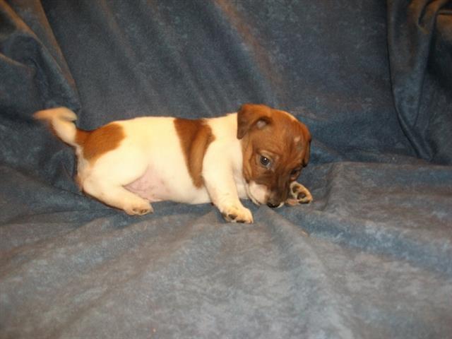 Jack-Russel-Terrier