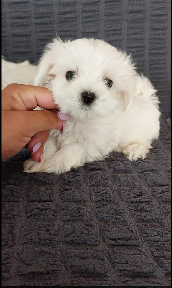Maltezeri-