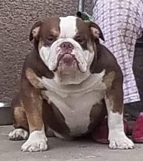 Engleski-buldog--mladi-psi