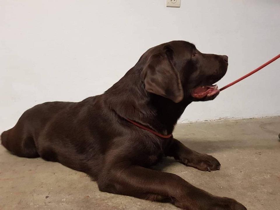 Stenad-Cokoladnog-Labradora