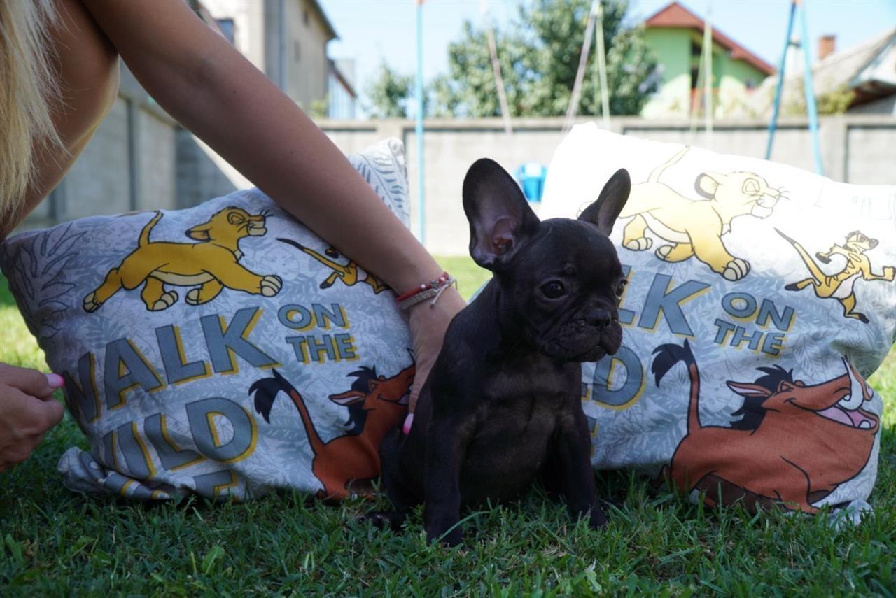 Francuski-buldog-štenci-
