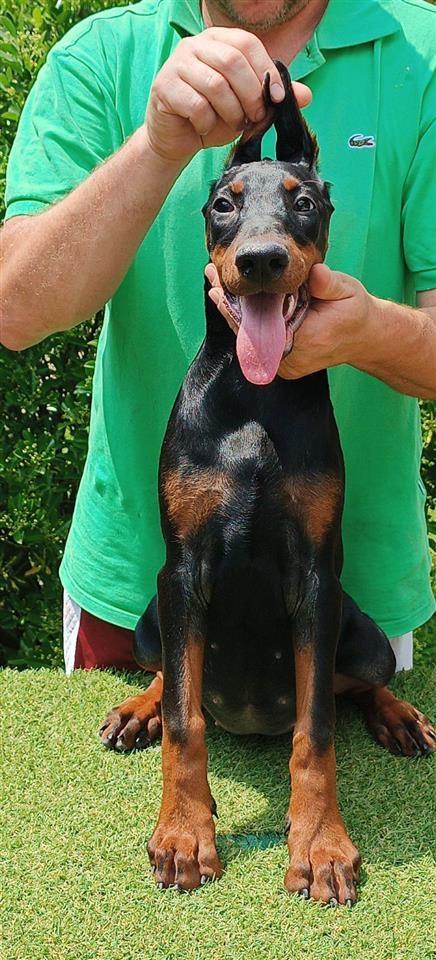 Štenci-dobermana-