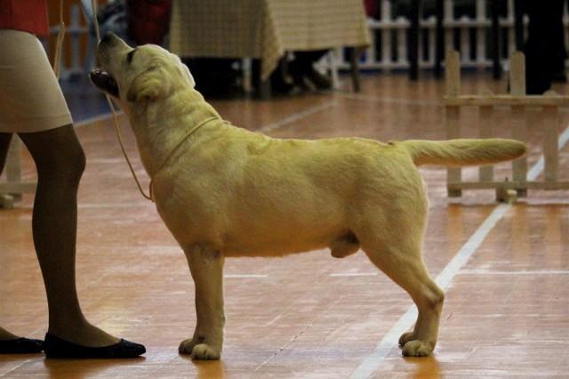 Labradori