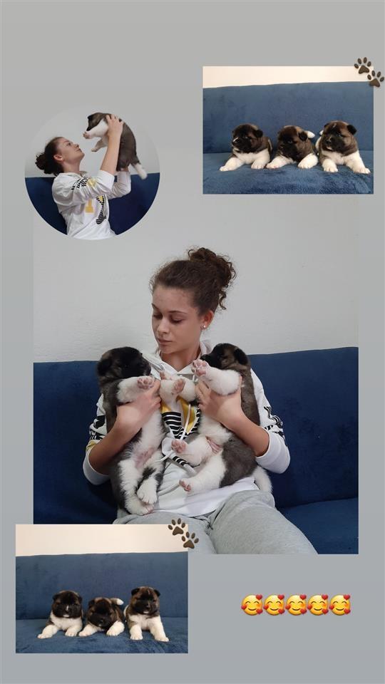 Američka-Akita-štenci