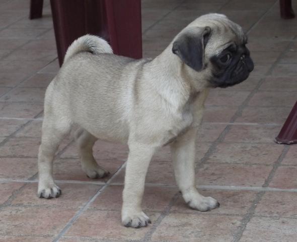 Mops-štenad