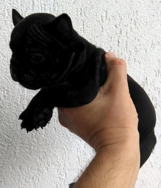 Francuski-buldog
