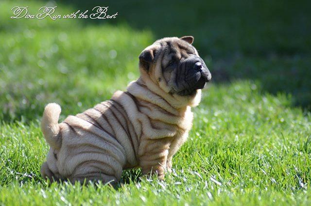Shar-Pei-izvanredno-leglo-