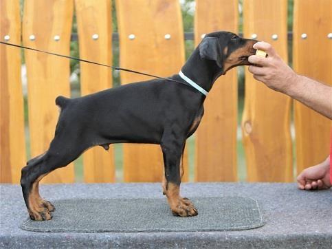 Štenci-Dobermana