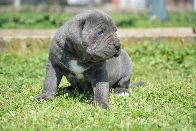 Cane-Corso-stenci