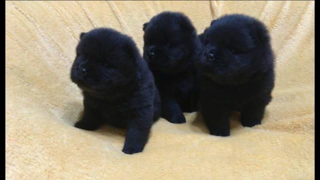 Chow-Chow--crni-stenci