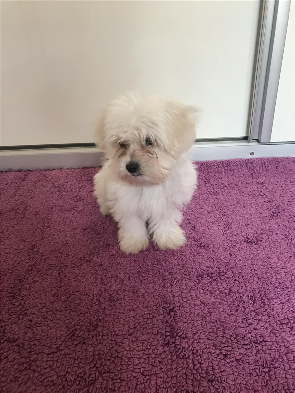 Maltezeri