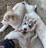 Zapadno Sibirska Lajka štenci