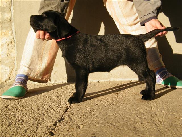 Zensko-stene-Labradora