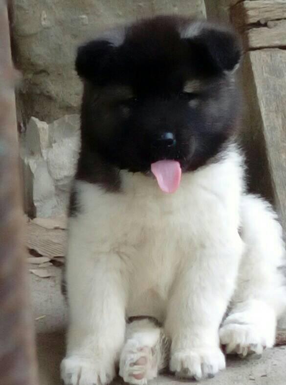 Američka-akita-štenci