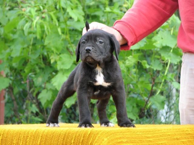Cane-corso-stenci
