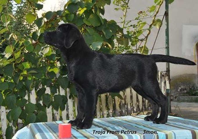 Labrador-retriver---vrhunska-stenad