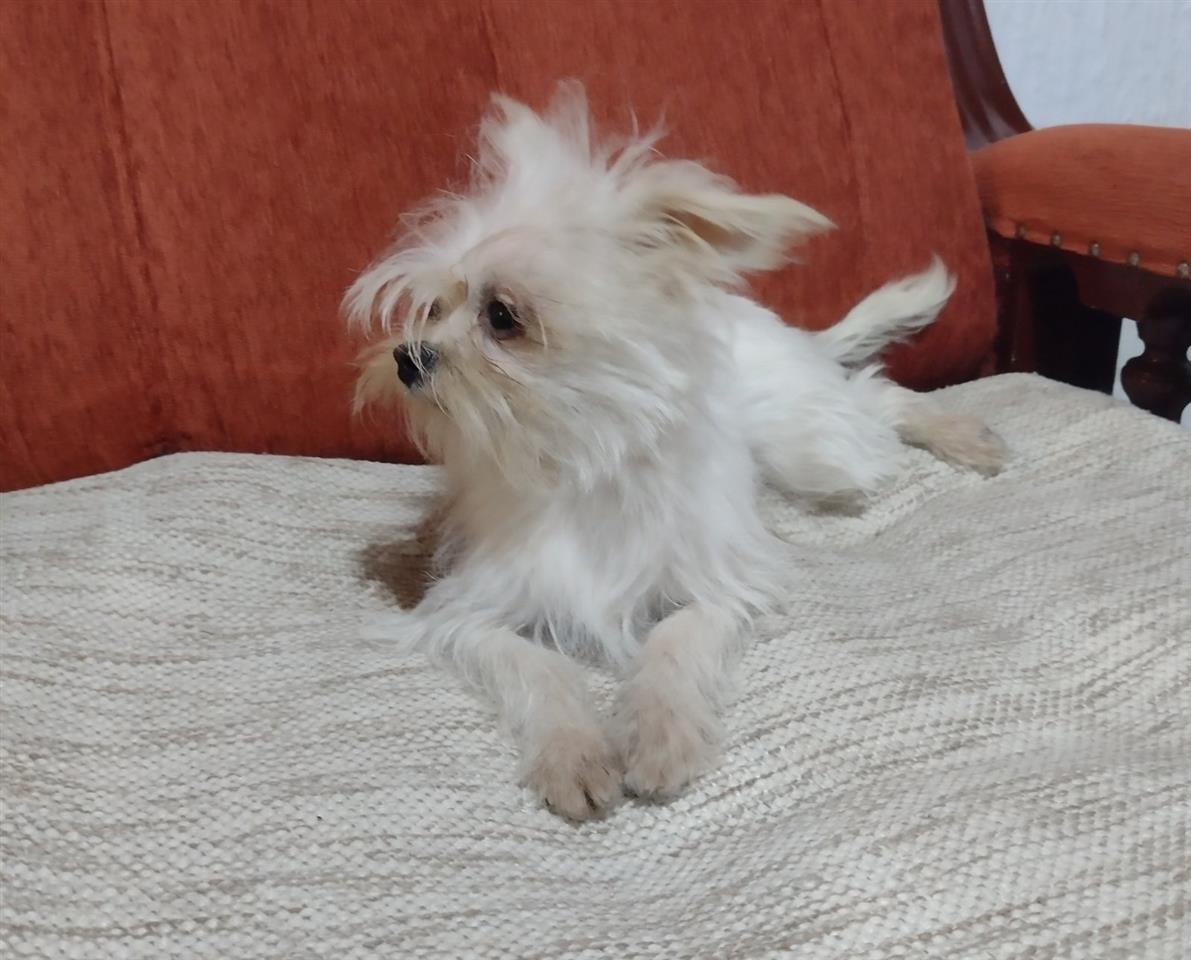 Maltezer--mini--mlad-pas-na-prodaju