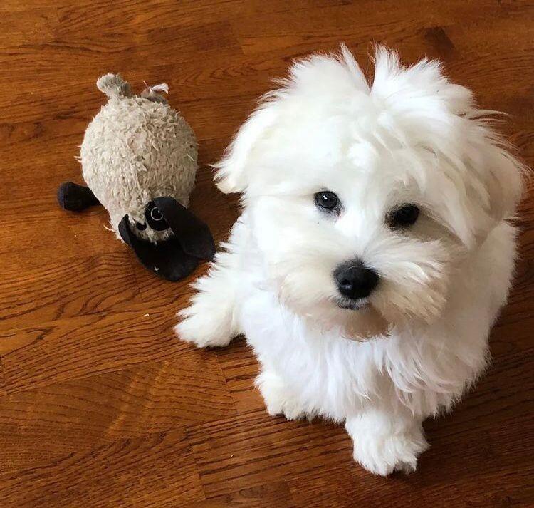 Coton-de-Tulear-stenci