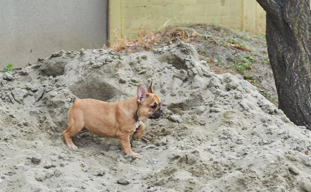 Francuski-buldog-štenci