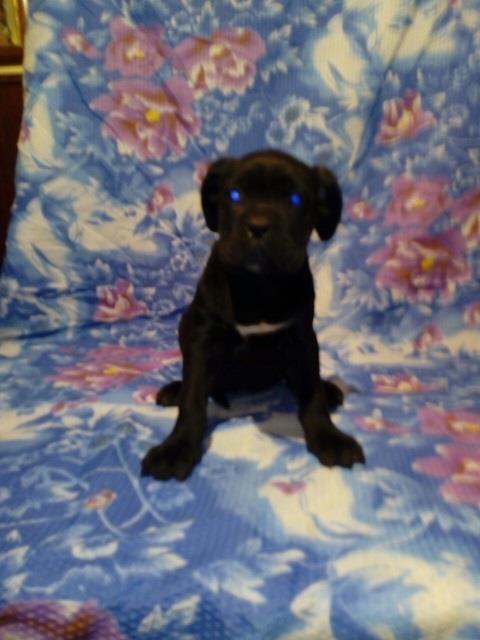 Cane-corso-stenci