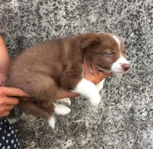 Border-Collie-stenci-