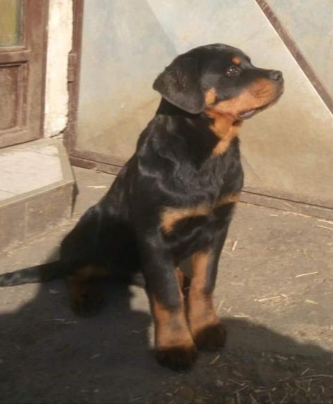 Rottweiler--muški-štenci