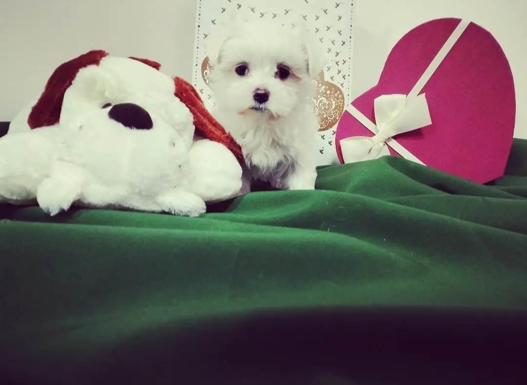 Maltezer