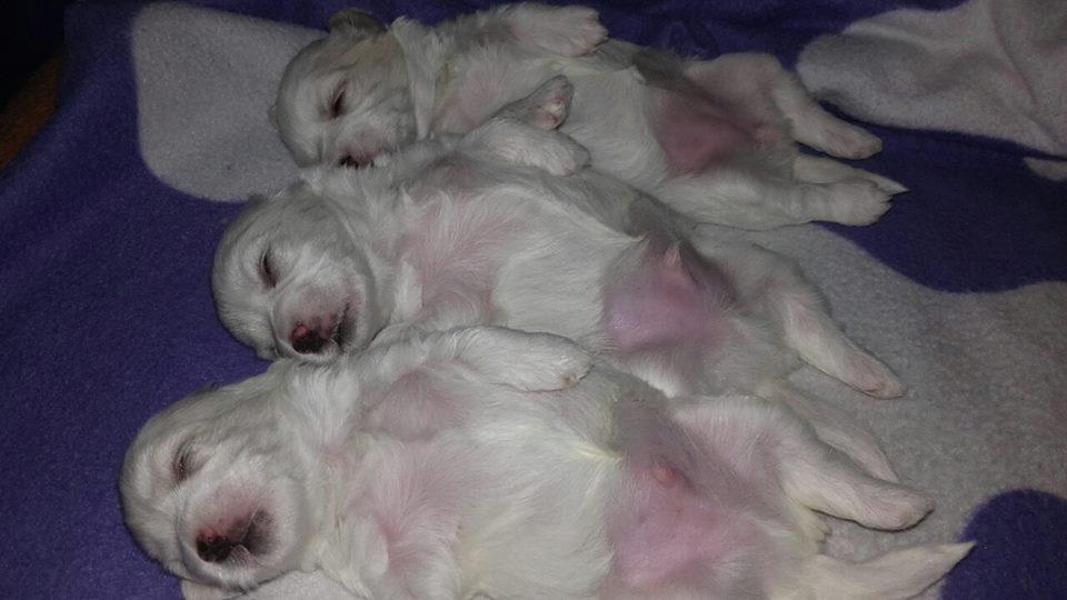 Maltezer