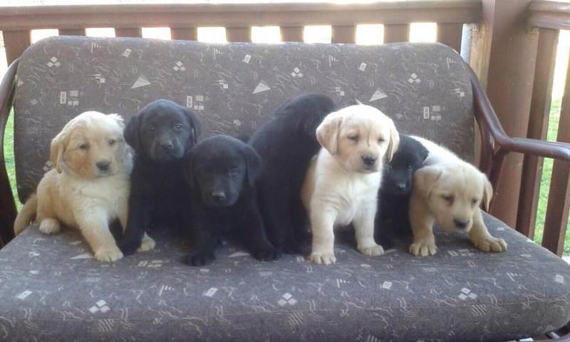 Labrador-retriver-stenci