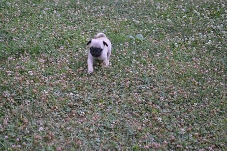 Mops-stenci