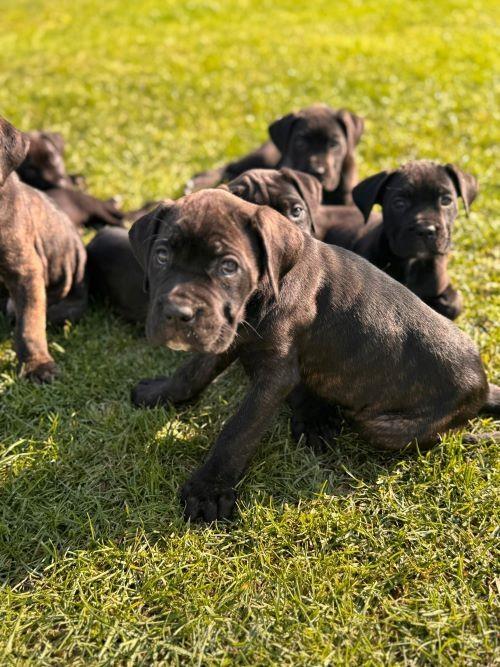 Cane-Corso-štenci